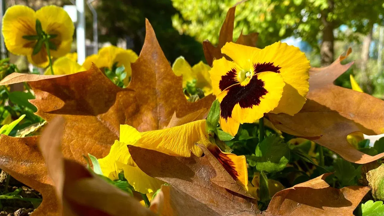 В Узбекистане 10–12 ноября ожидается теплая и спокойная погода