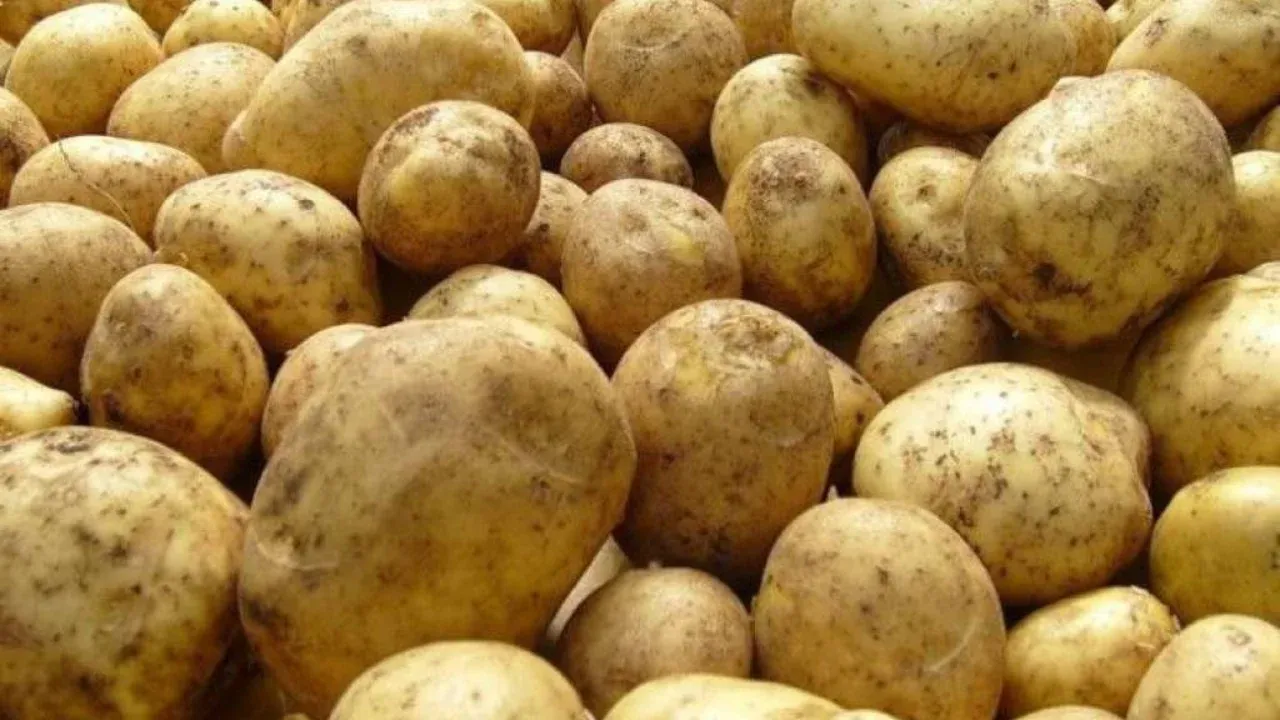 Samarkand leads in potato cultivation