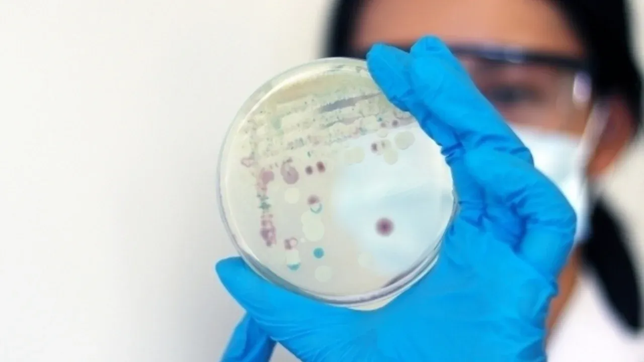 Shotlandiyada 407 mln yillik zamburug‘ qoldig‘i topildi