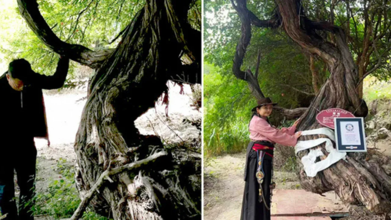 В Тибете обнаружена 416-летняя виноградная лоза