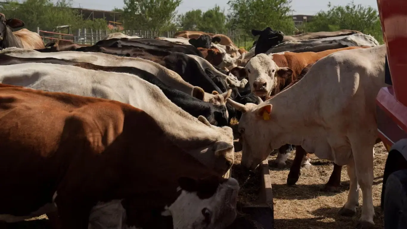 Меры Трампа нанесли ущерб американским фермерам