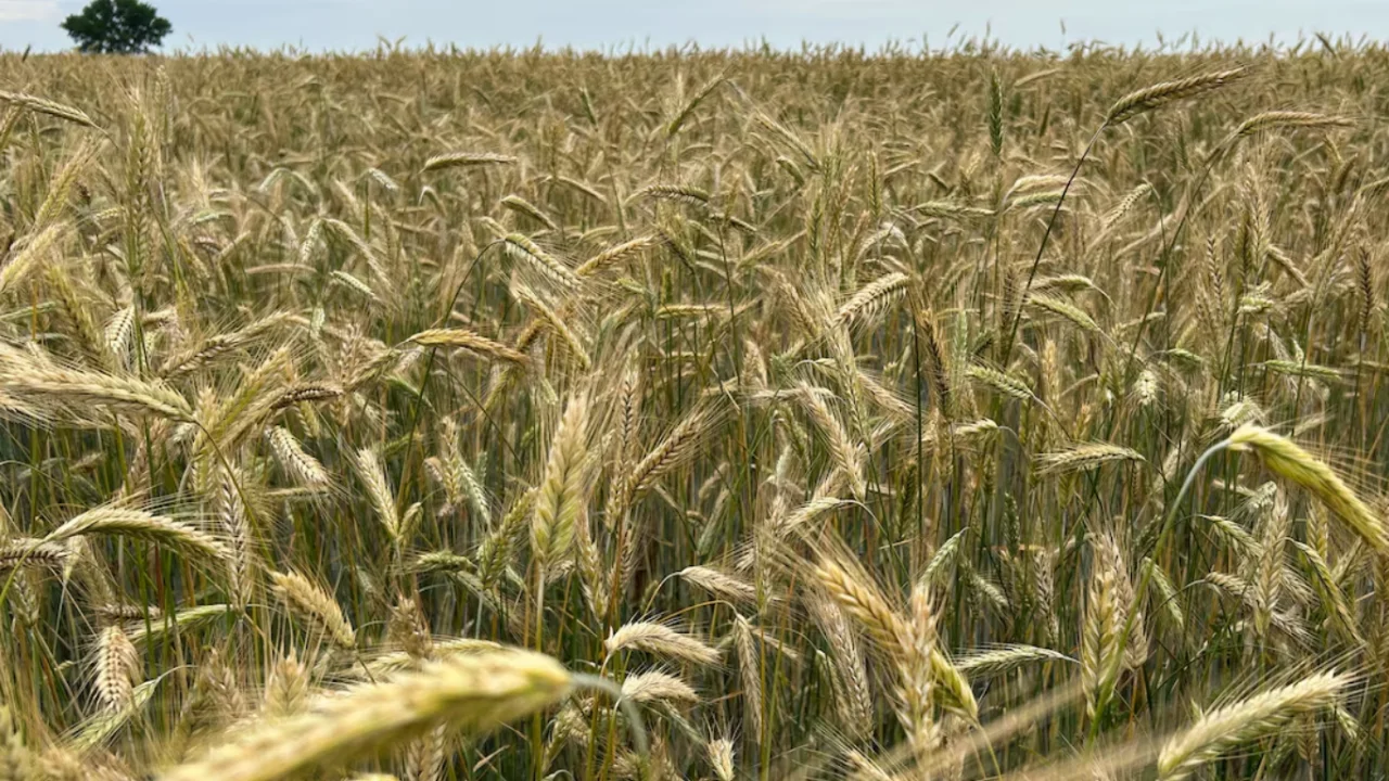 Kanada fermerlari iqlim qiyinchiliklariga qaramay rekord hosil oldi
