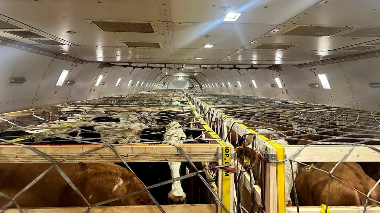 93 tons of pedigree cattle were brought to Tashkent