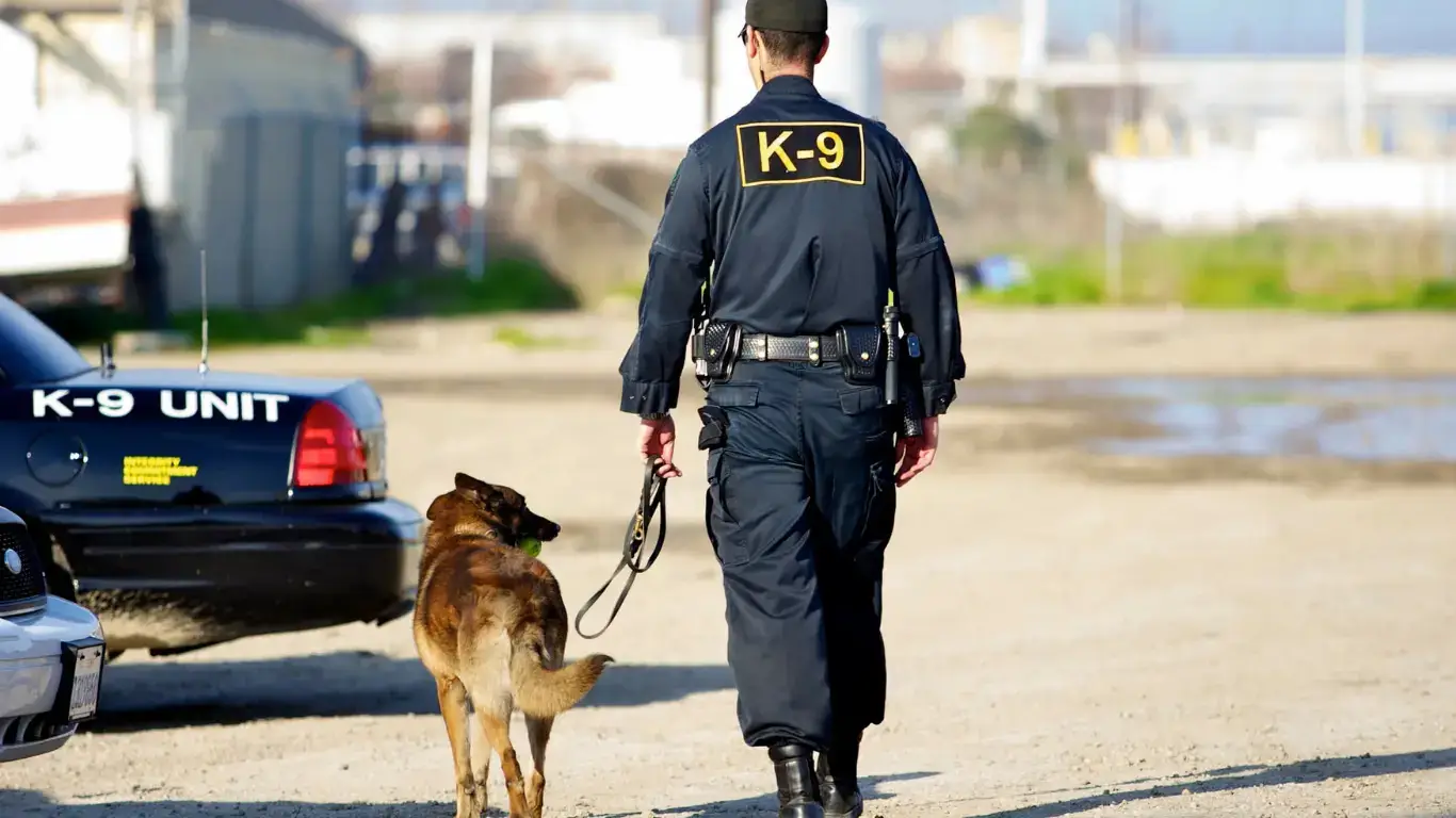 25 kg of drugs found in Christmas boxes