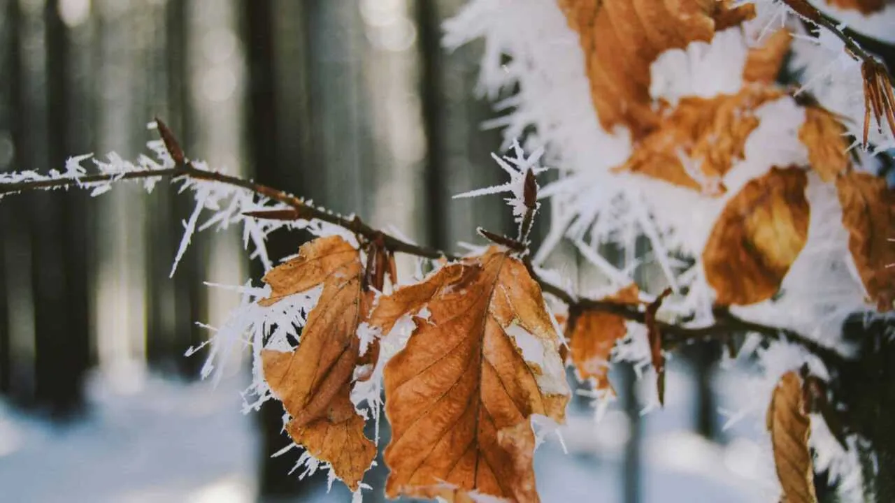 Air cools down in Uzbekistan, snow falls in some places