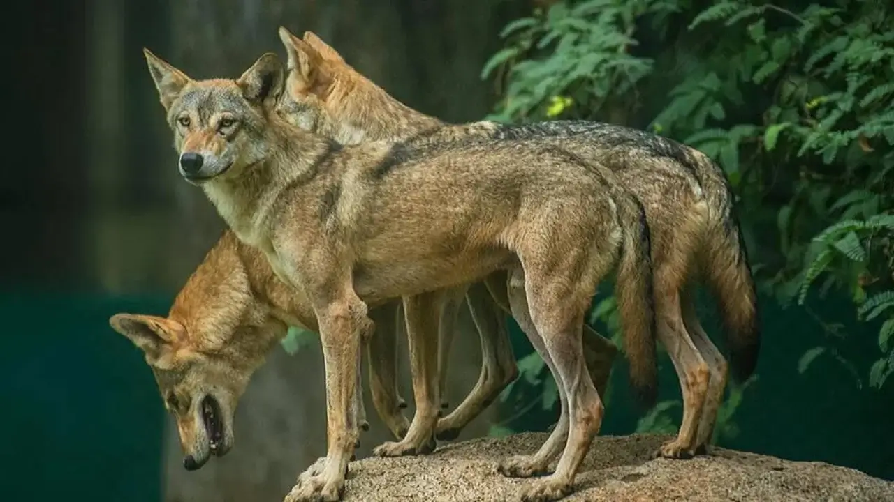 Measures intensified against wolf attacks in India