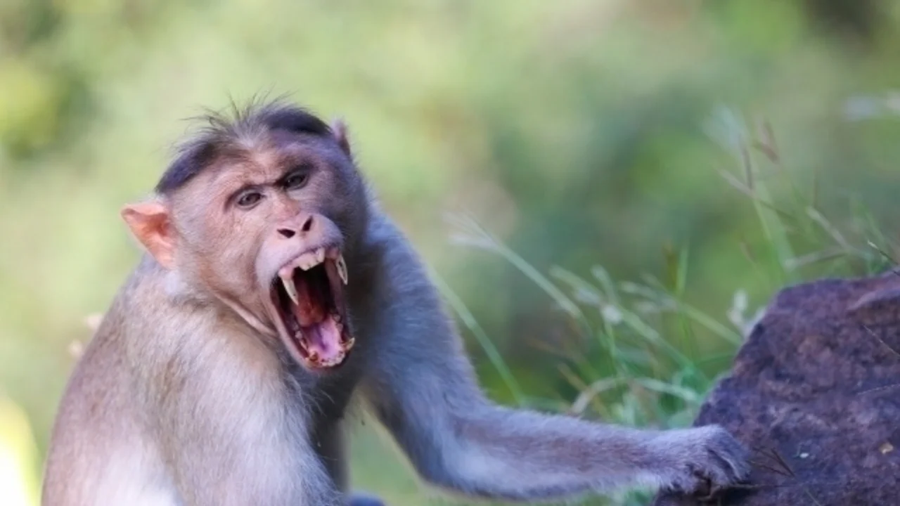 Wild monkey attack caused the death of a man