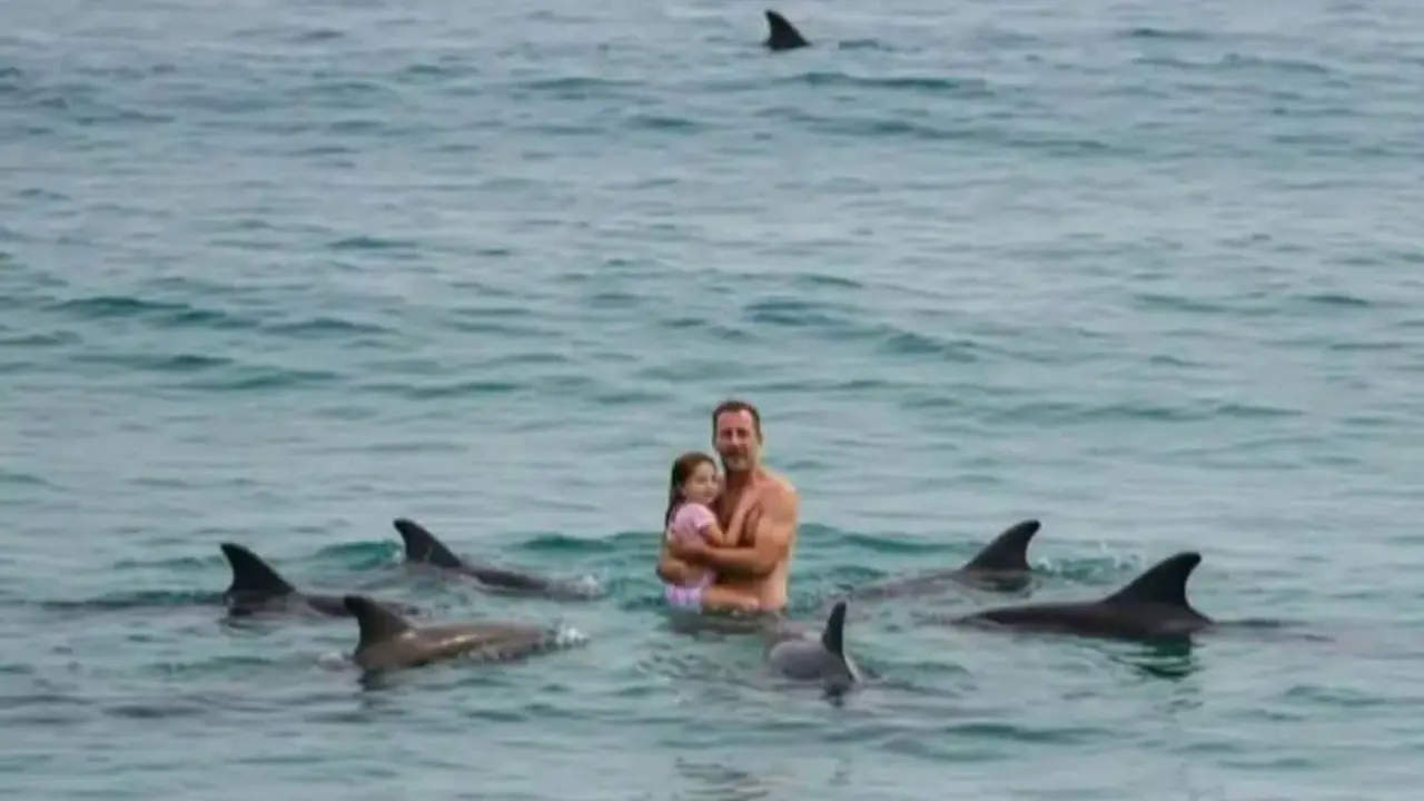 Delfinlar oq akula hujumidan oilani qutqardi