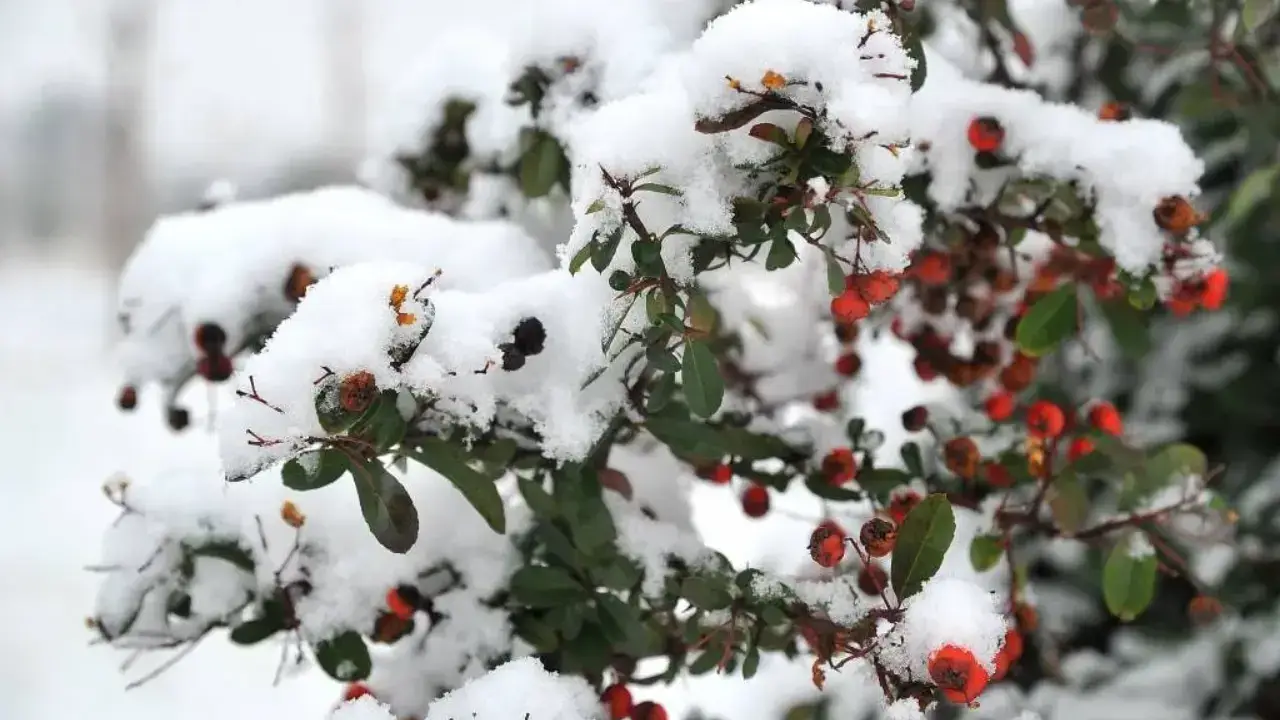 Yanvar oyida havo iliq, oxirida sovuq bo‘ladi