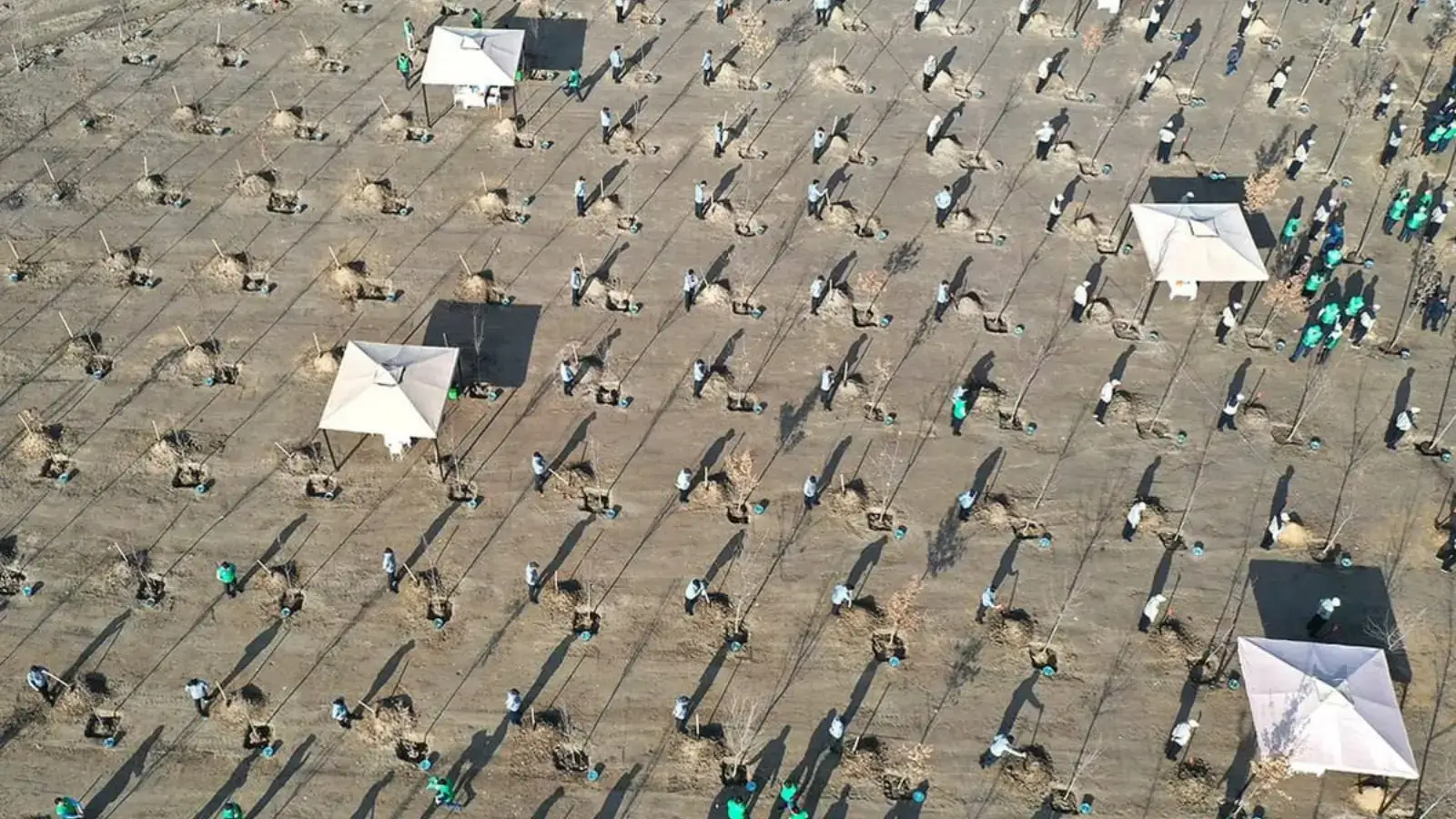 O‘zbekistonda har yili 200 mln daraxt ekiladi