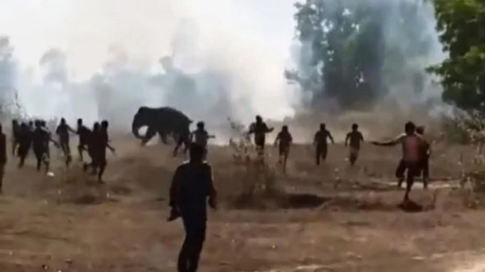 Wild elephant kills 22 people in India