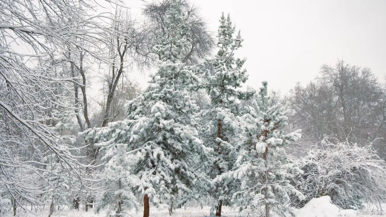 8 января: По всей Узбекистану ожидается спокойная погода