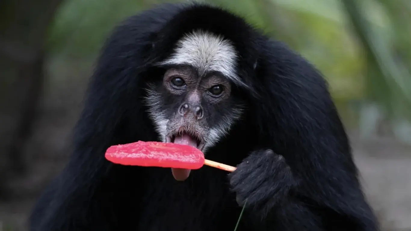 BioParque hayvonlariga jaziramada muzli taom berildi
