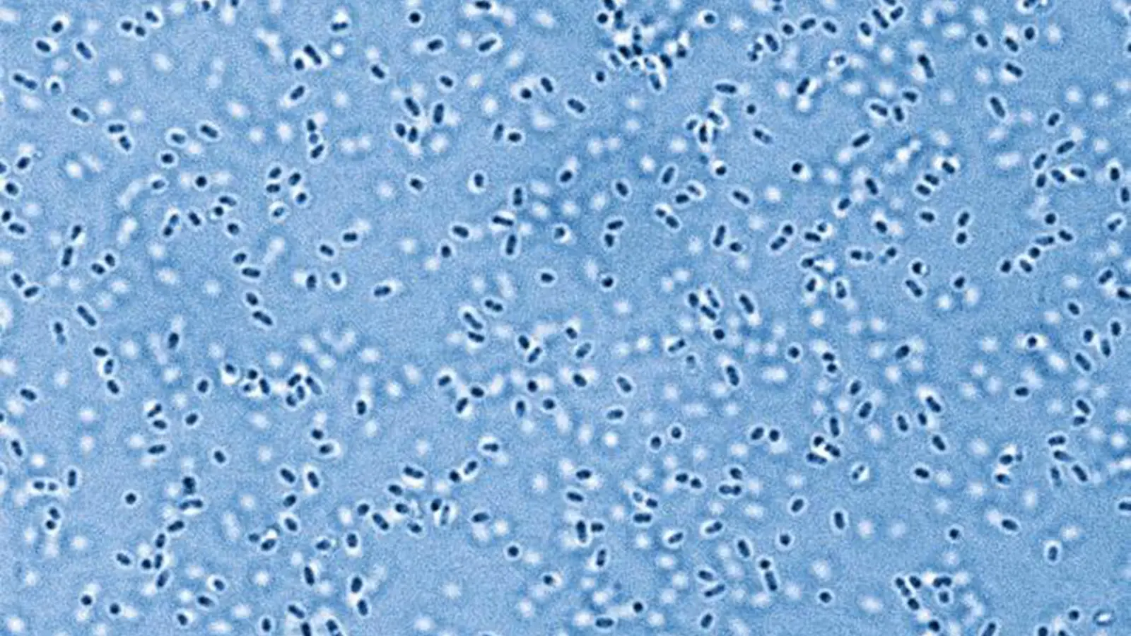 Ученые восстановили фермент возрастом 3,2 миллиарда лет