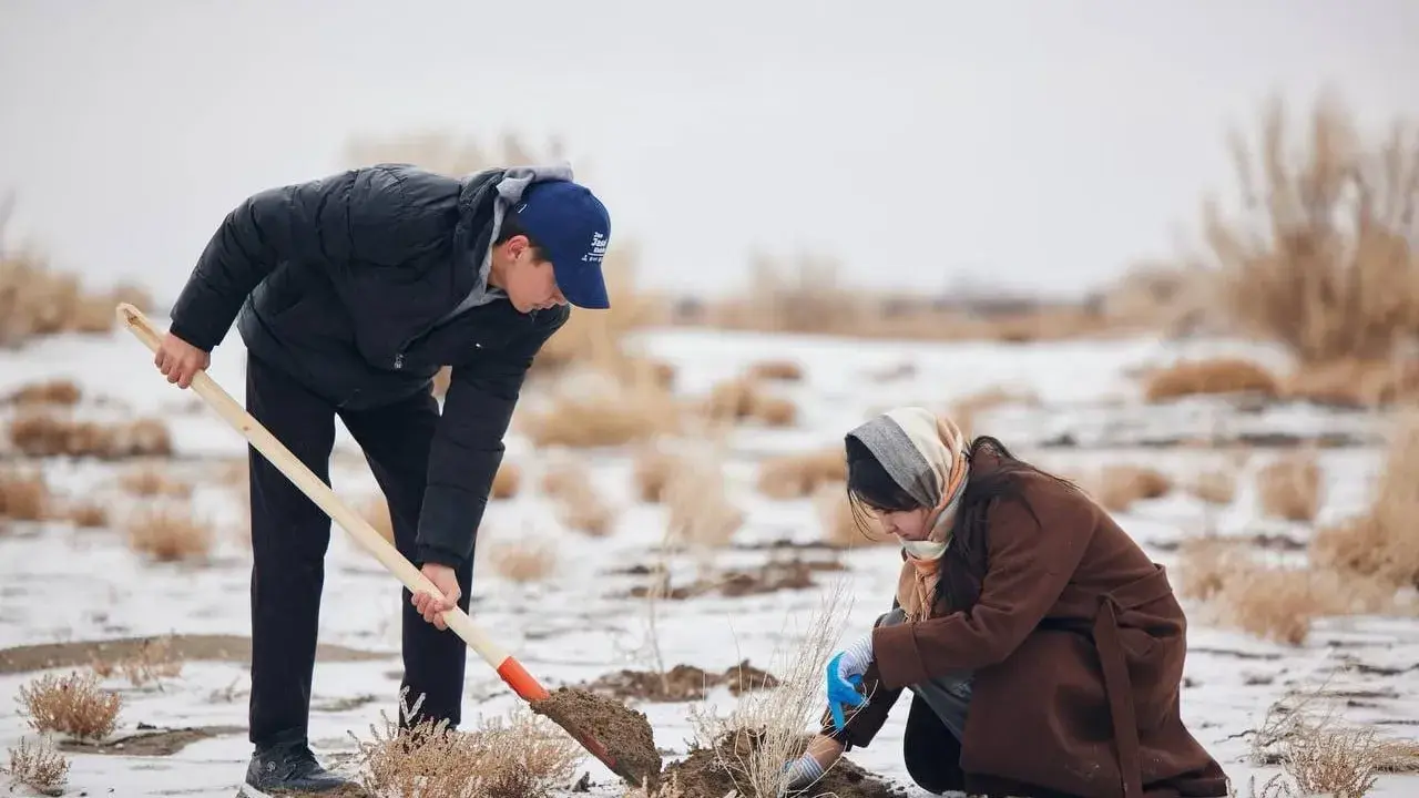 Orol tubida saksovul ekilib, ekologiya tiklanmoqda