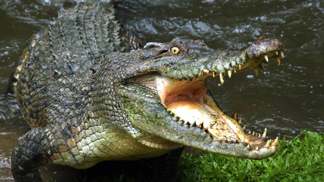 A crocodile attacked a man fleeing from elephants in Zambia