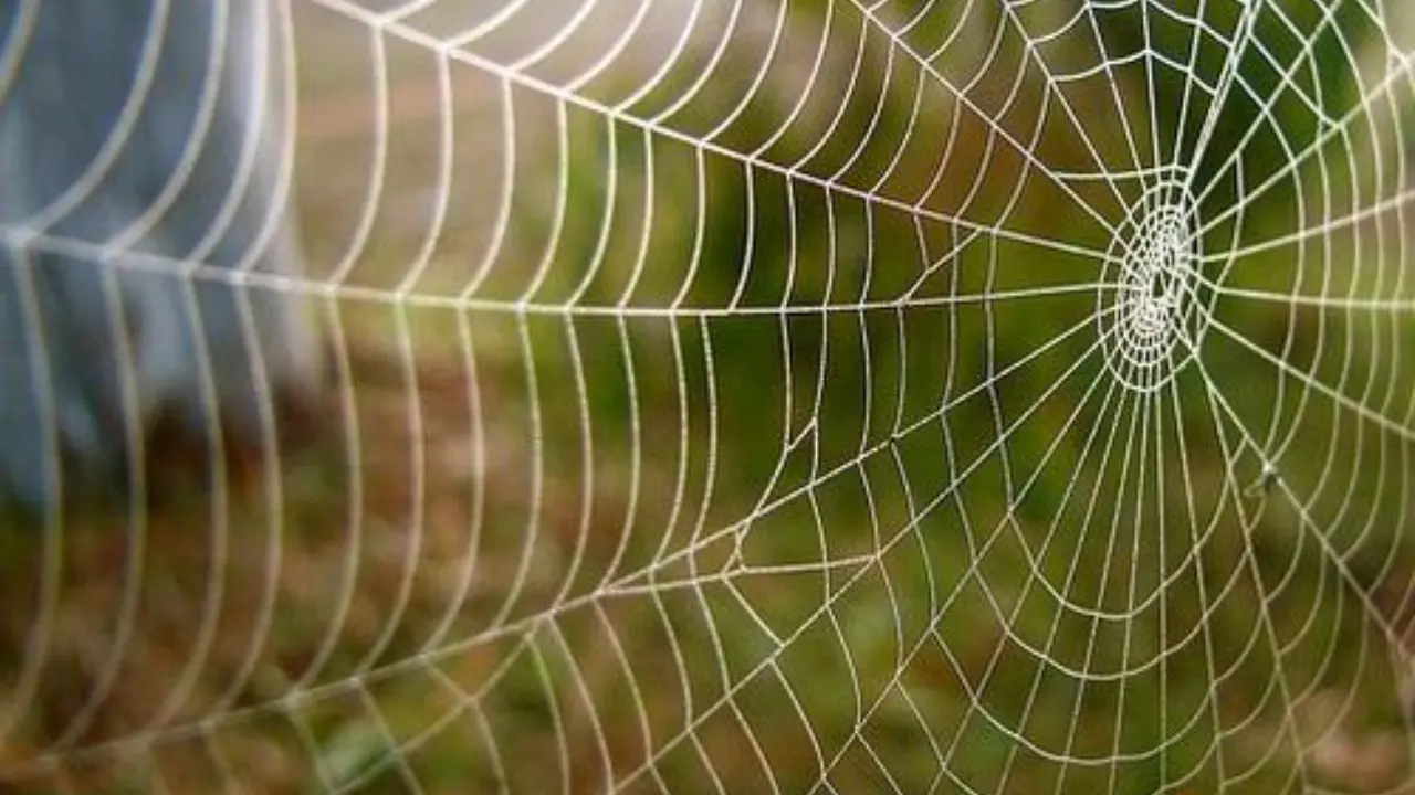 The secret of spider silk's strength revealed