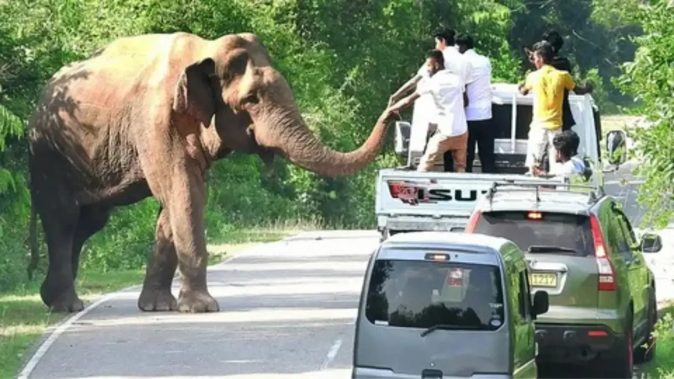 Vaccination of wild elephants has started in Thailand