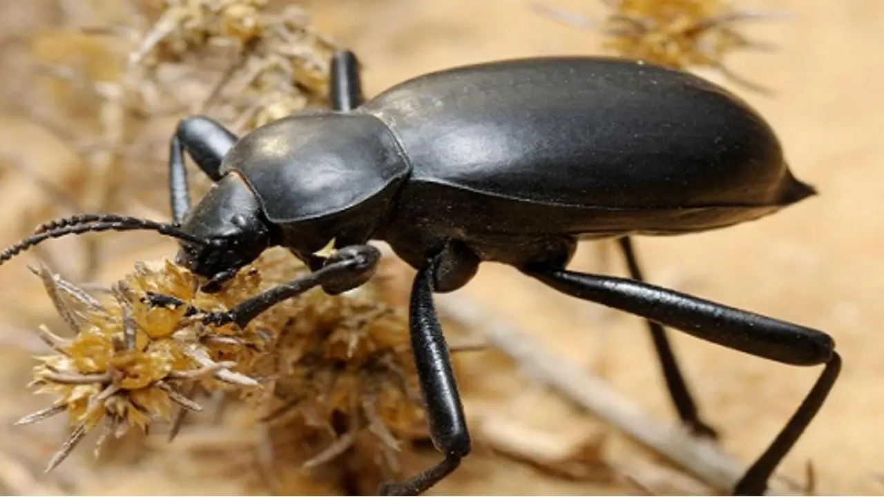 7 new species of beetles identified in Uzbekistan and Russia