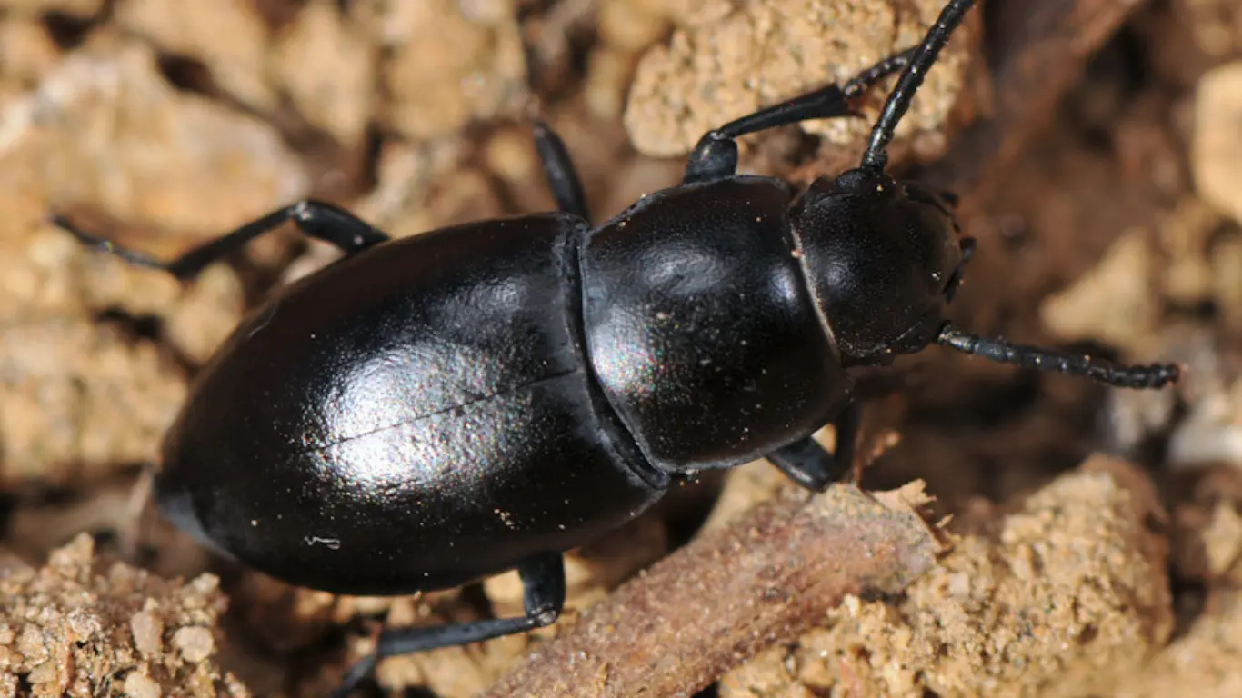 O‘zbek olimlari qo‘ng‘izlarning 7 yangi turini aniqladi