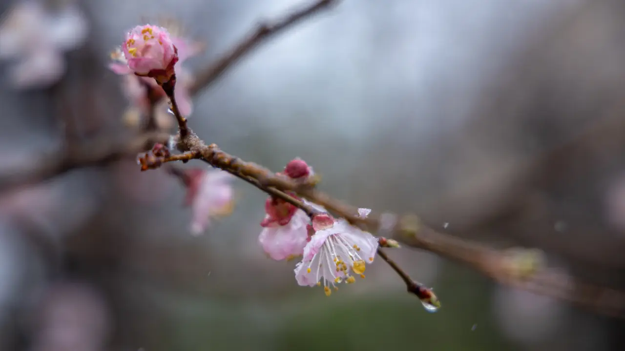 22-fevral: O‘zbekiston bo‘ylab iliq va ochiq havo