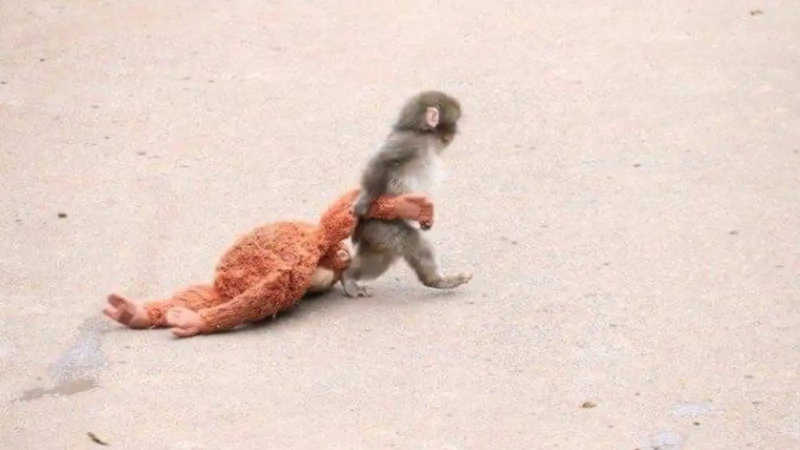 The lonely Panch was shown affection