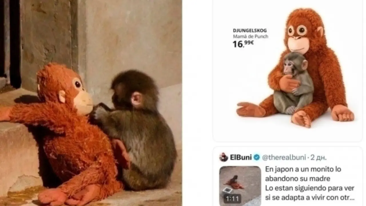 Panch and his toy in the world's attention