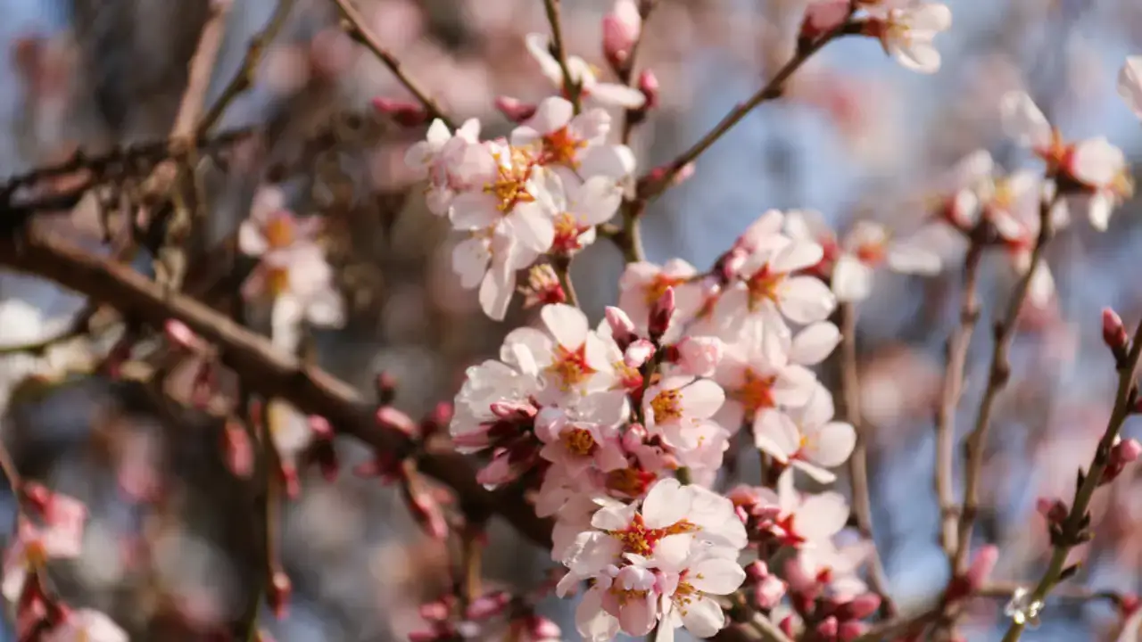 1 марта в Узбекистане погода будет разной