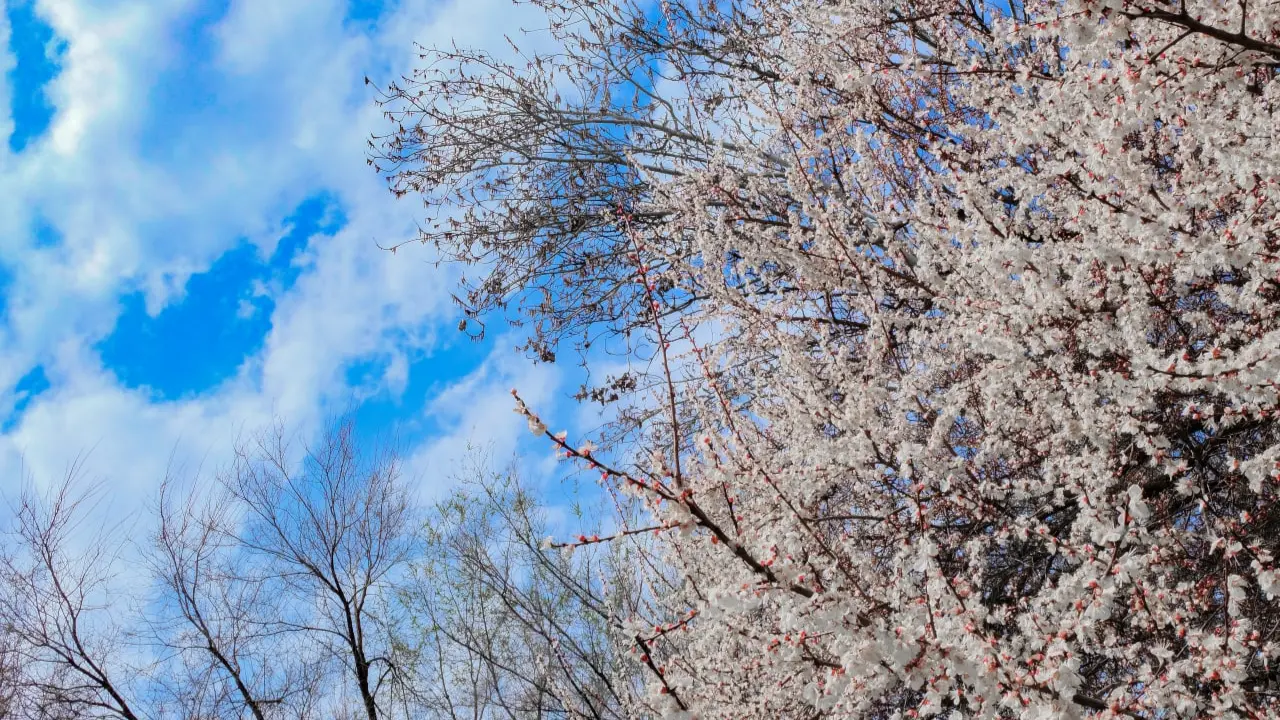 O'zbekistonda haftaning boshida asosan quyoshli va quruq ob-havo bo'ladi