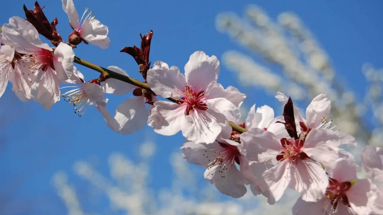 O'zbekistonda birinchi aprel ob-havosi: yomg'ir va issiq kutilmoqda