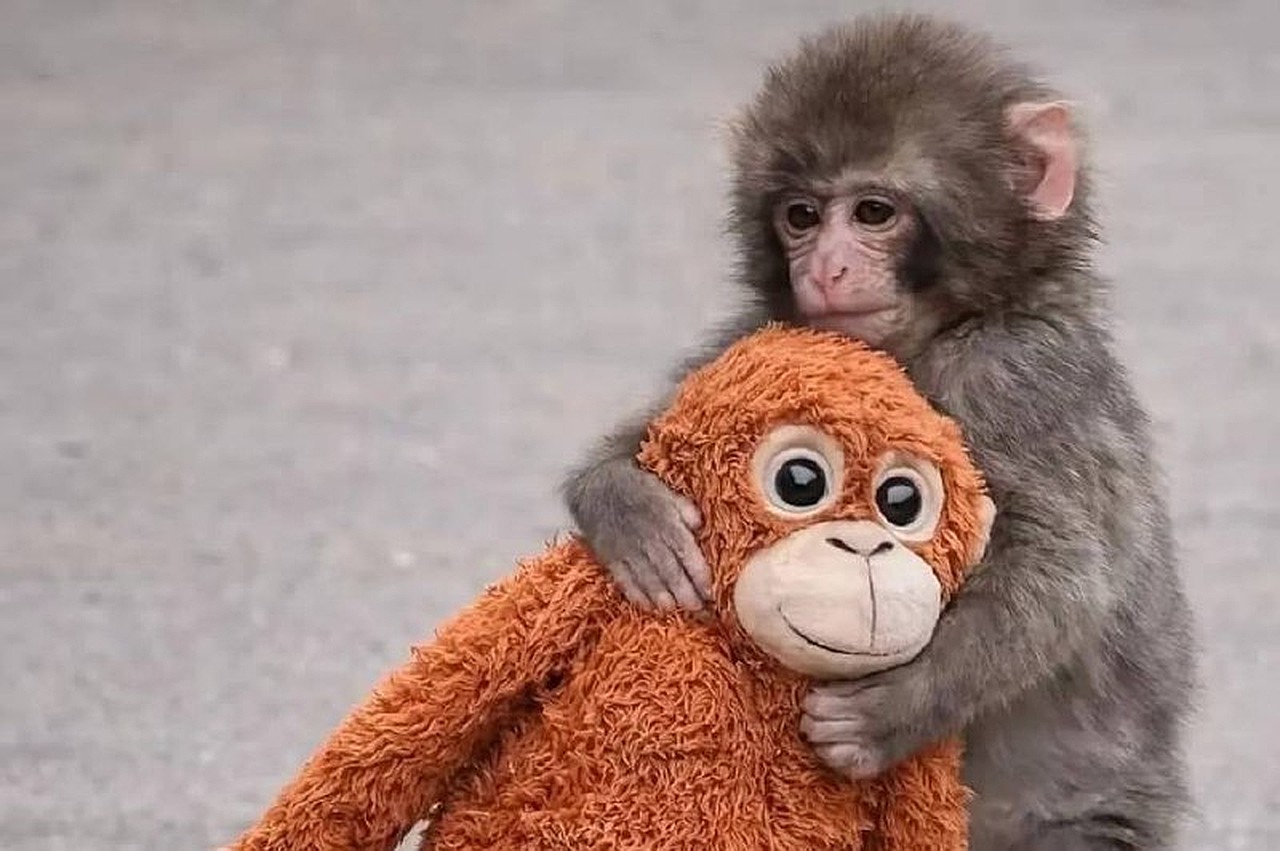 The monkey was separated from its favorite toy and returned to its troop