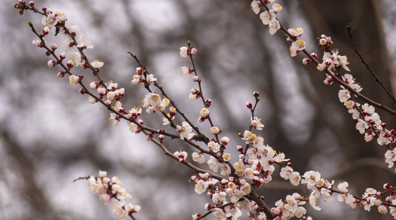 Warm weather expected in Uzbekistan on March 8