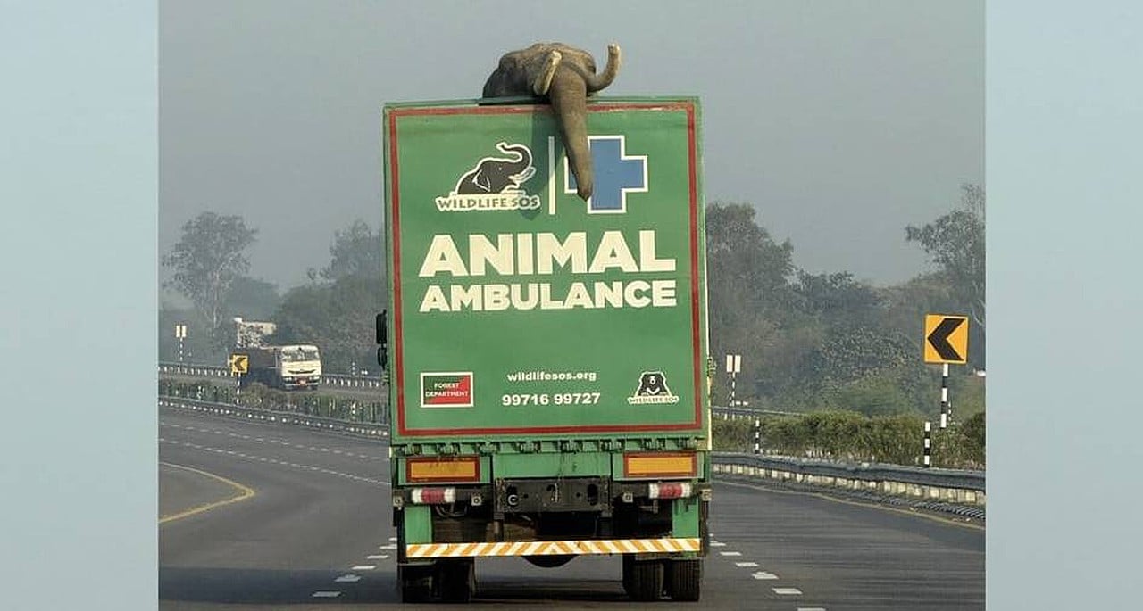 Special ambulances for elephants launched in India