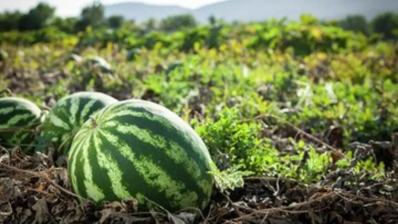 Increase in Melon Production in Uzbekistan
