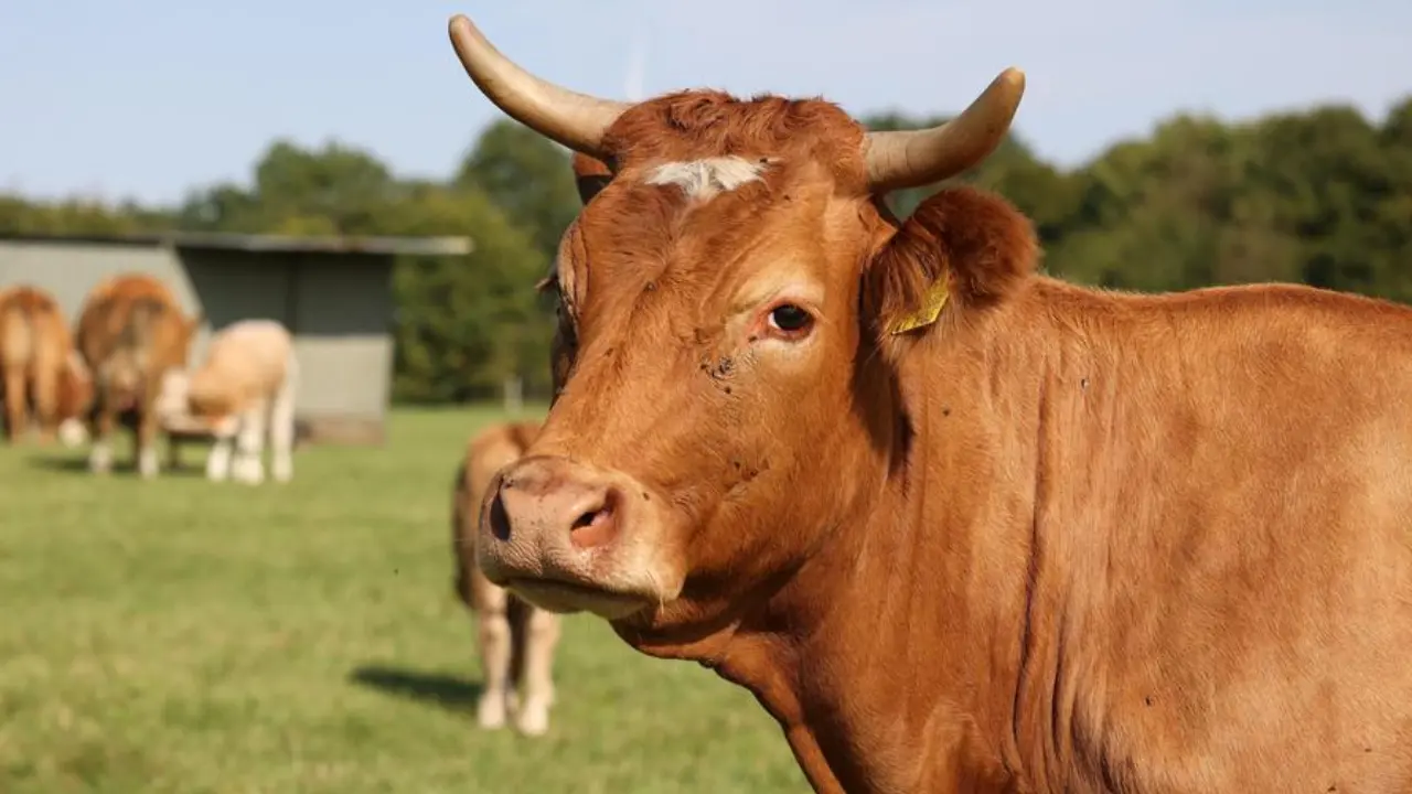 Combating Pasteurellosis in Novosibirsk and Farmers' Doubts