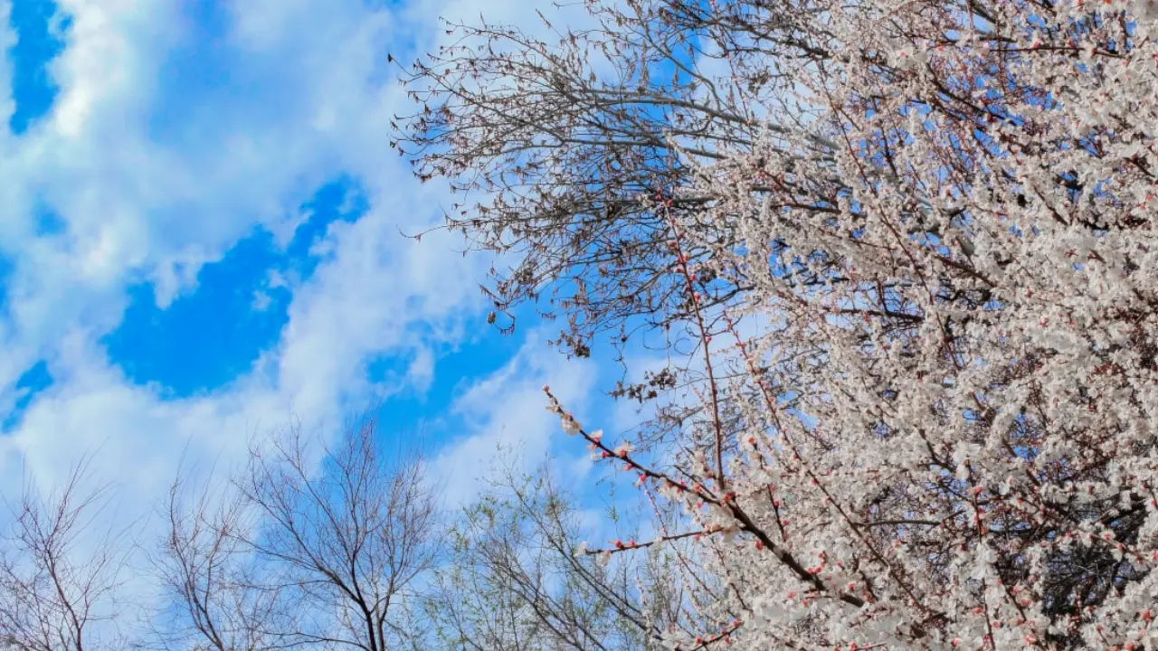 Cold air will gradually retreat from Uzbekistan starting mid-week