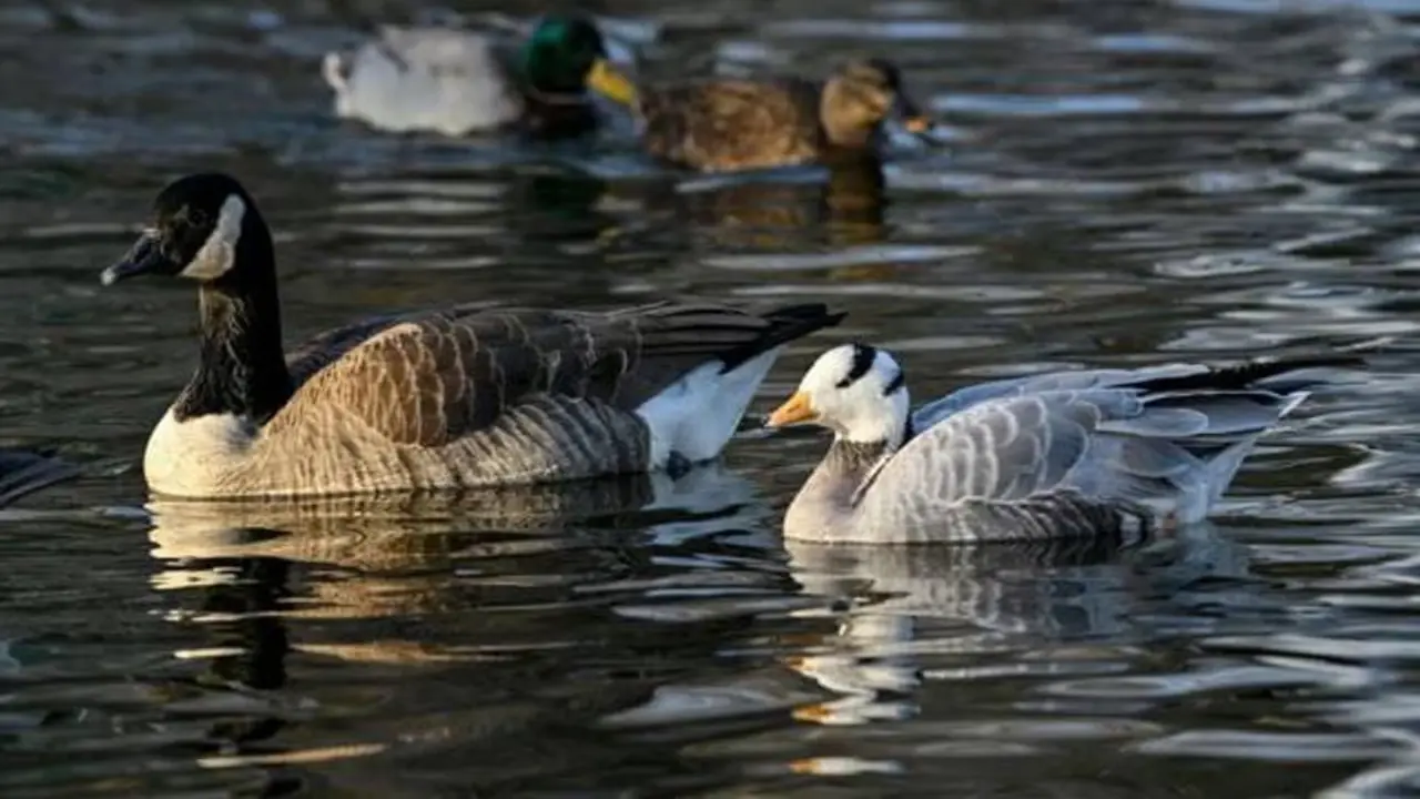 Gold particles found in a duck's stomach amazed many
