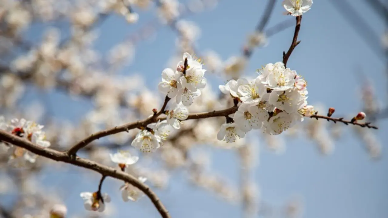 O'zbekistonda 13 mart kuni havo iliq va quyoshli bo'ladi