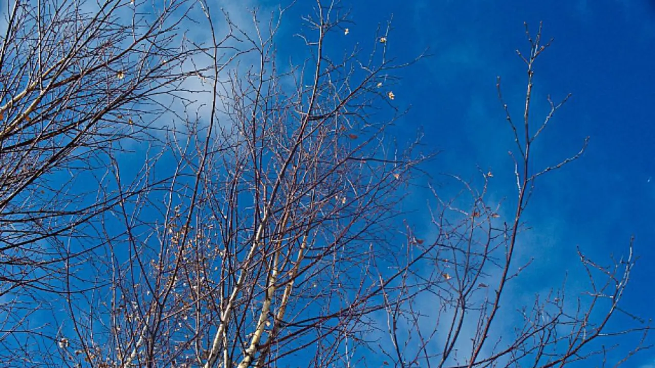 В Узбекистане 15 марта погода резко потеплеет