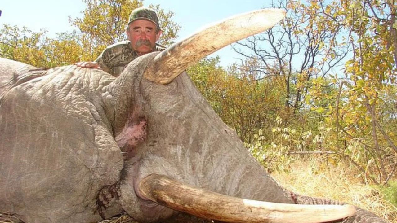 Gabonda yovvoyi fillar amerikalik badavlat ovchini toptab o'ldirdi