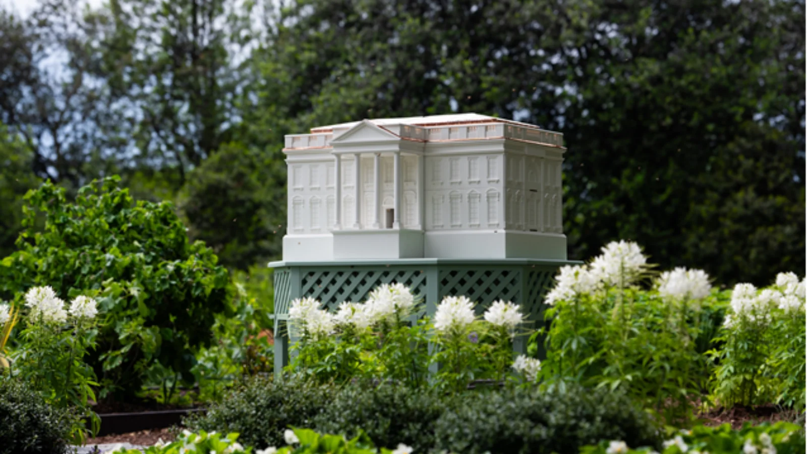 Melaniya Tramp Oq uyda yangi asalari uyasini o'rnatdi