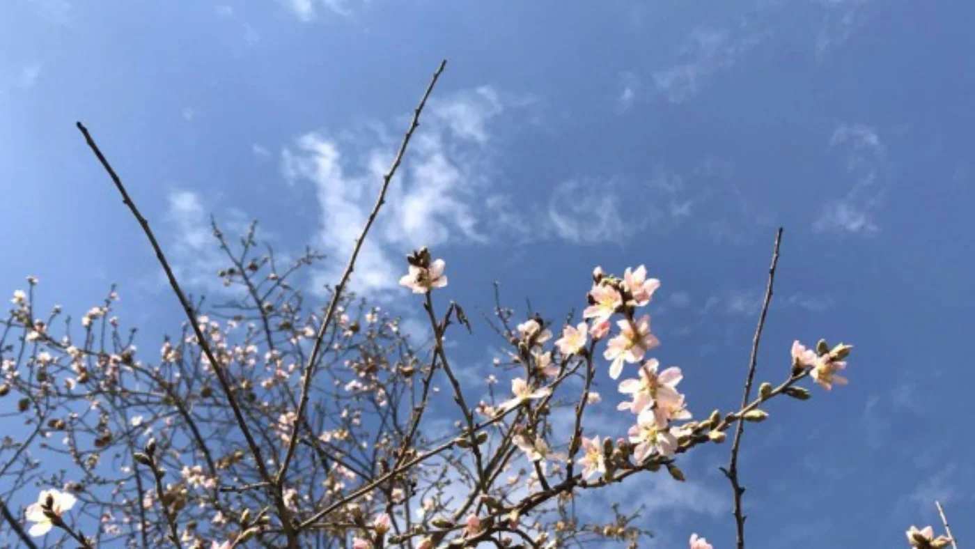 Ertaga O'zbekistonning aksariyat hududlarida iliq va yog'ingarchiliksiz ob-havo kutilmoqda