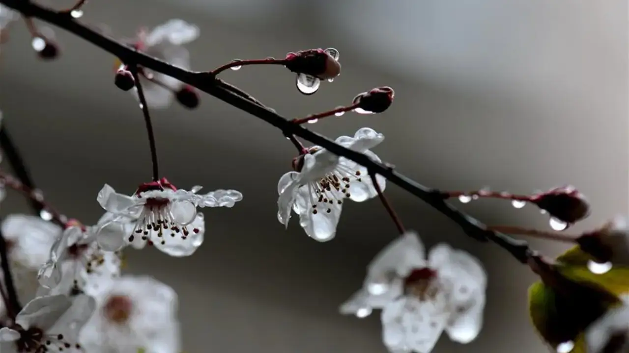O‘zbekistonda aprel oyi boshida ob-havo qanday bo‘ladi
