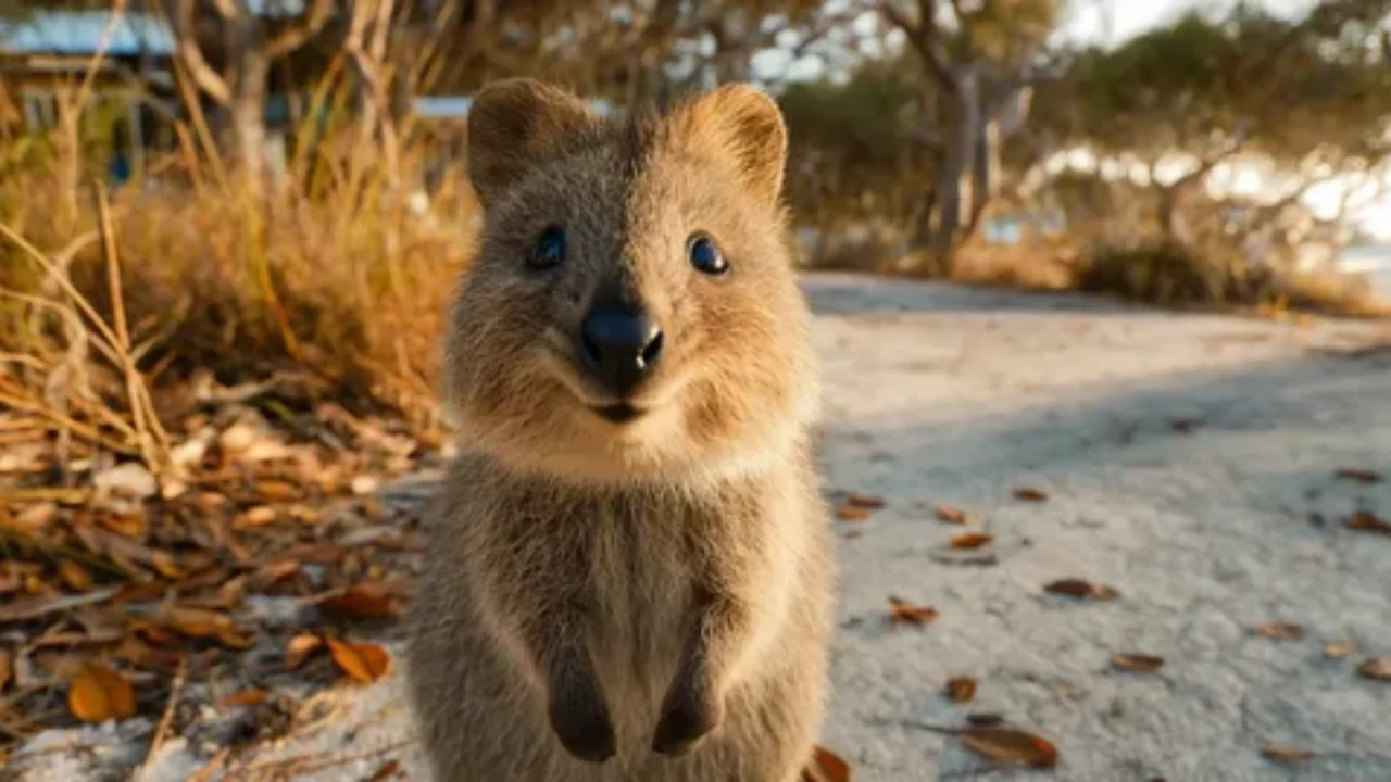 Avstraliya orolidagi restoranlarga noyob kvokkalar kirishi rasman taqiqlandi