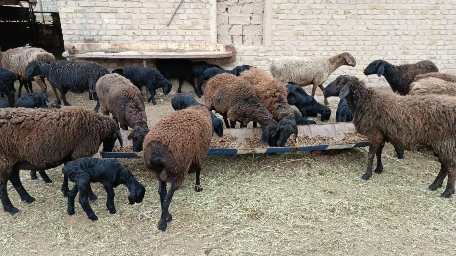 O'zbekistonda QQSning nol stavkasi qo'llaniladigan agrar mahsulotlar ro'yxati kengaytirildi