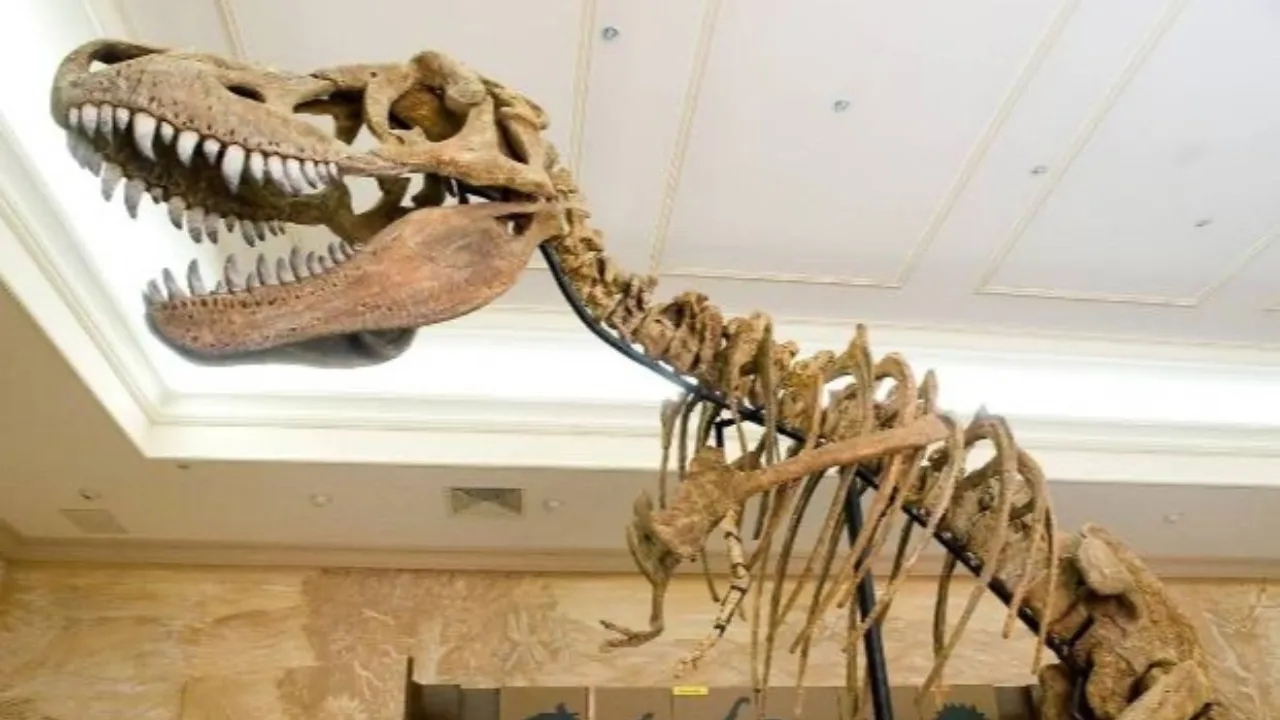Milliarderlar dinozavr skeletlarini noyob investitsiya sifatida sotib olmoqda