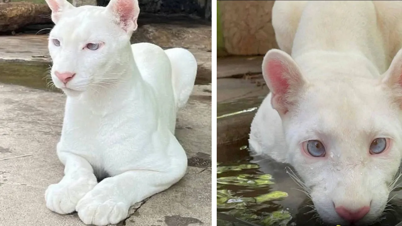 Nikaraguadagi hayvonot bog‘ida noyob albinos puma dunyoga keldi