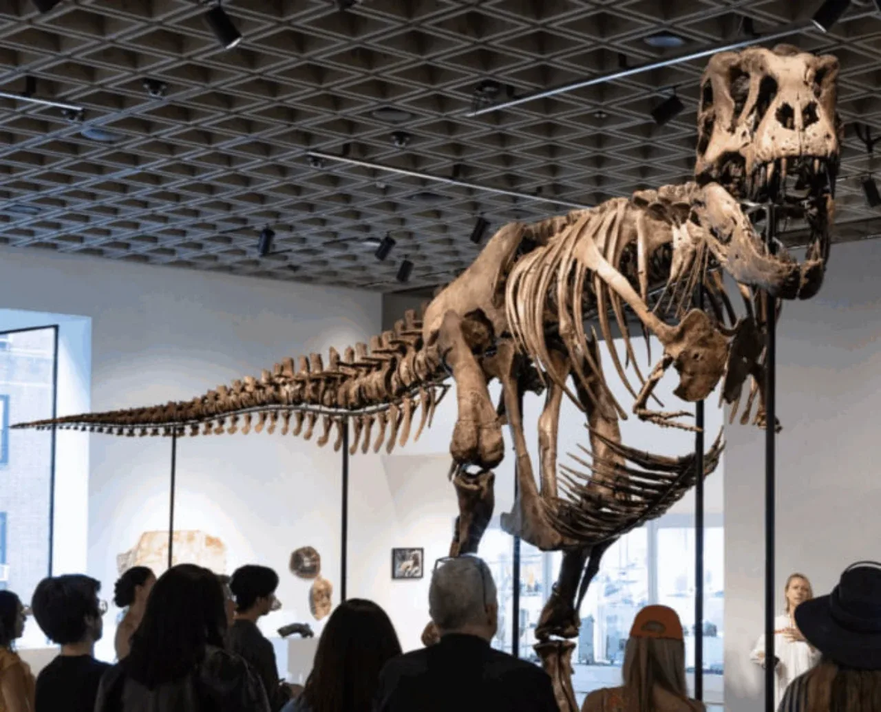 Ulkan tiranozavr skeleti kimoshdi savdosida rekord narxga sotildi
