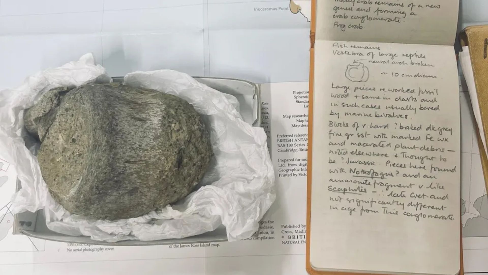Antarktidada topilgan ilk dinozavr suyagi qariyb qirq yildan so'ng aniqlandi