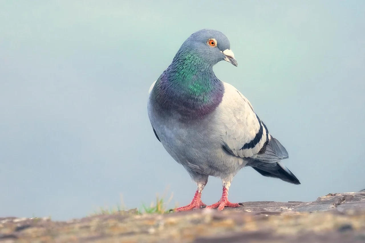 Yangi Roost ilovasi xabarlarni virtual qushlar orqali sekin yetkazadi